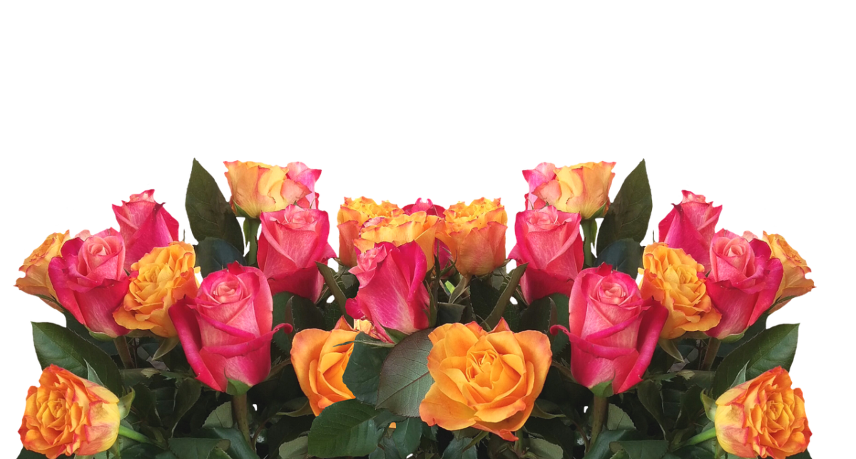 roses g53d2ca843_1280